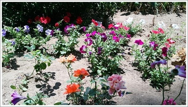 �l�X�ȕi��̉Ԃ��J�ԁi�~�������΂牀�j