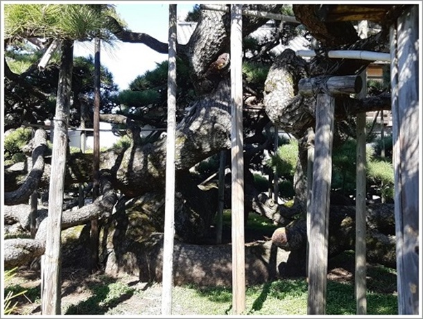 �����̑�}���̍��{