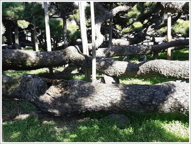 �M�d�Œ������N���}�c