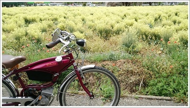 �@���W�]�Ԃ̋u�̍؂̉ԍՂ�