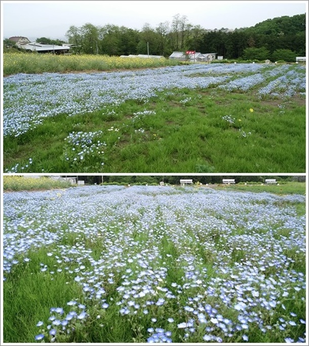 �@���W�]�Ԃ̋u�ɍ炭�l���t�B��