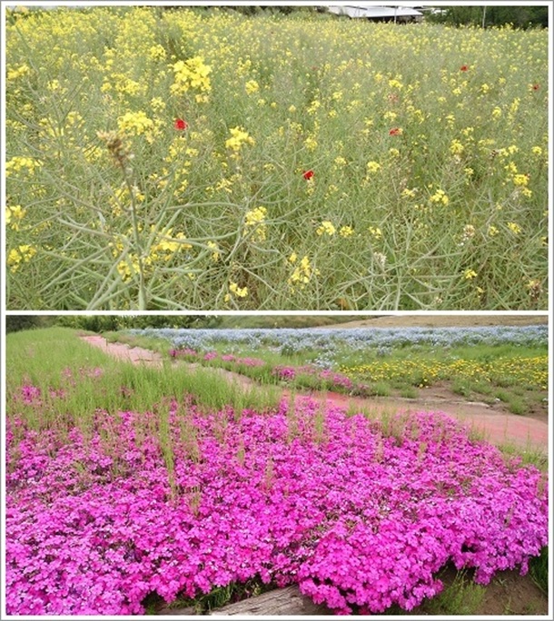 �@���W�]�Ԃ̋u�ɍ炭�؂̉ԂƎō�