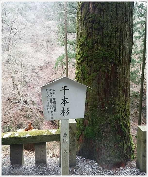 榛名神社境内にある歴史ある千本杉