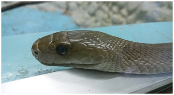 押収された猛毒のブラックマンバ