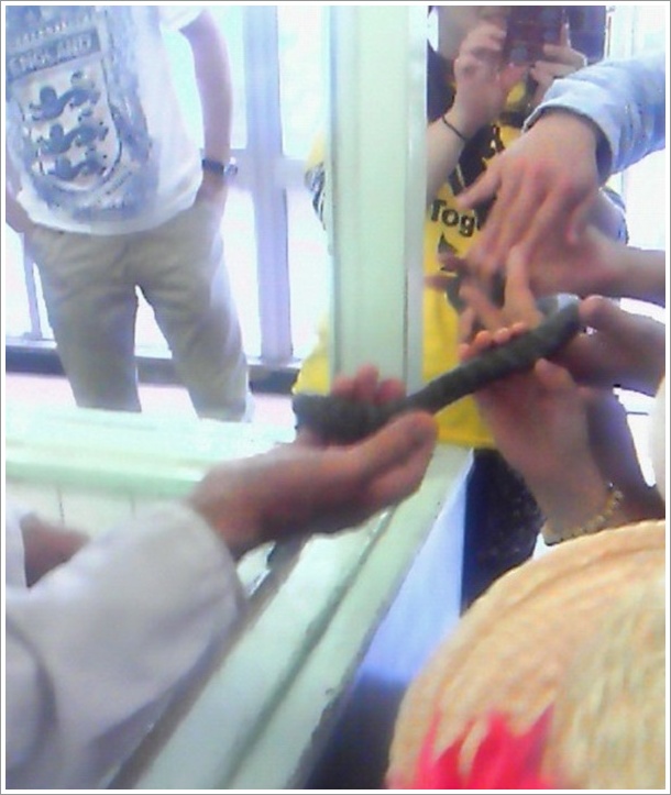 ハブの採毒実演でのヘビ見学とヘビの写真撮影