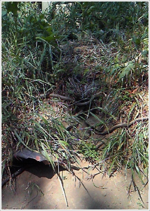 ヘビセンター野外にいるヘビたち