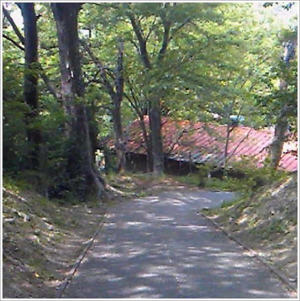 ジャパンスネークセンター園内に向けての下り坂