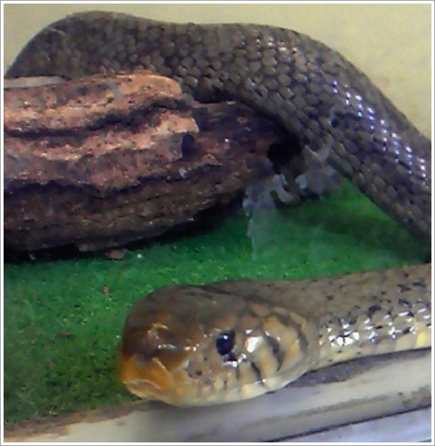 世界のヘビが展示されてます