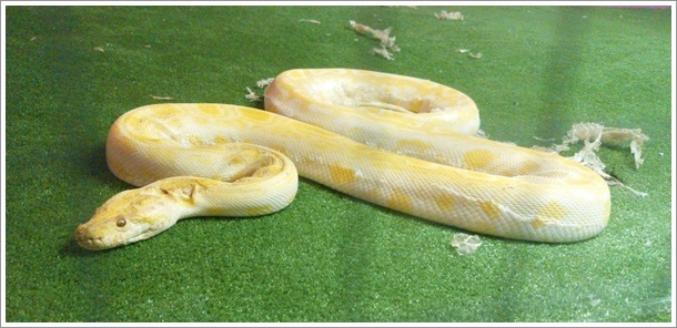 �W���p���E�X�l�[�N�Z���^�[