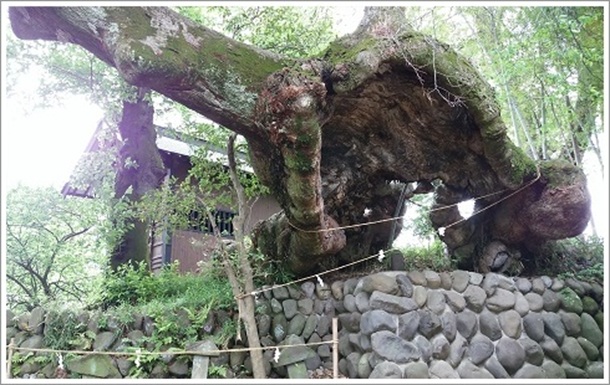 �����ŏĂ����F��_�Ђ̑傯���