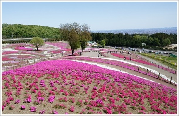 みさと芝桜の丘から見た開花した満開の芝桜