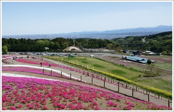 みさと芝桜公園から見える高崎市街地