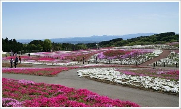みさと芝桜公園芝桜まつり園内より