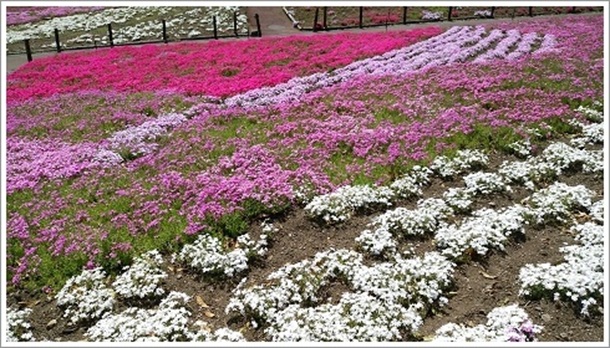 26万株の芝桜(みさと芝桜公園芝桜まつり)