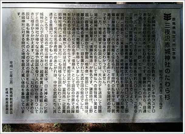 たわら杉(三夜沢赤城神社)
