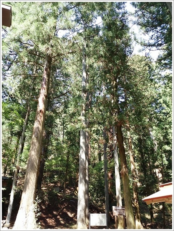 三夜沢赤城神社のたわら杉