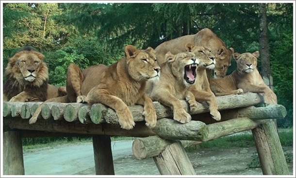 ライオンがいるゴルフ場は21センチュリークラブ富岡ゴルフコース