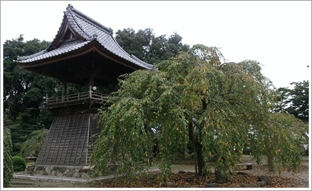歴史ある慈眼寺の鐘楼としだれ桜