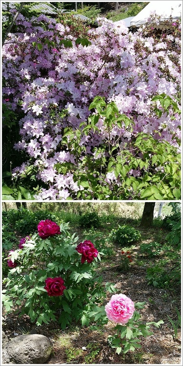 �F�Ƃ�ǂ�̉Ԃ��Y��ł��i���莛�j