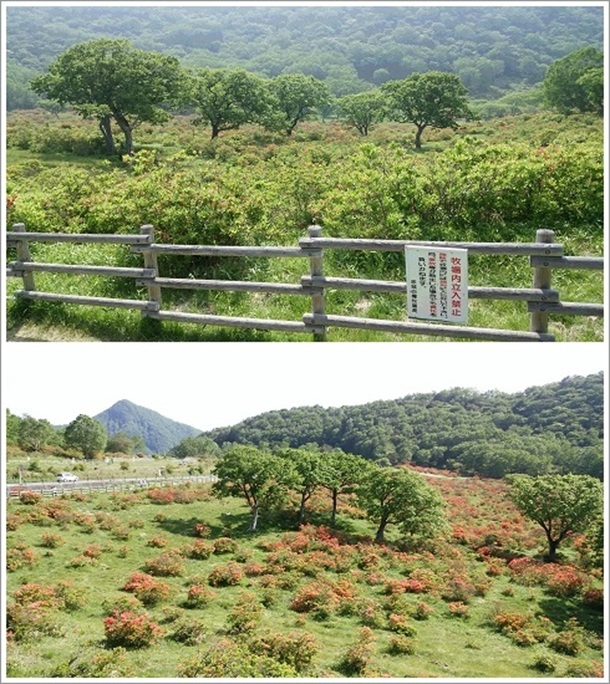 赤城山白樺牧場に咲くレンゲツツジ