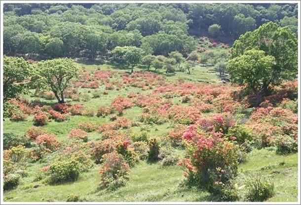 赤城山白樺牧場のレンゲツツジ