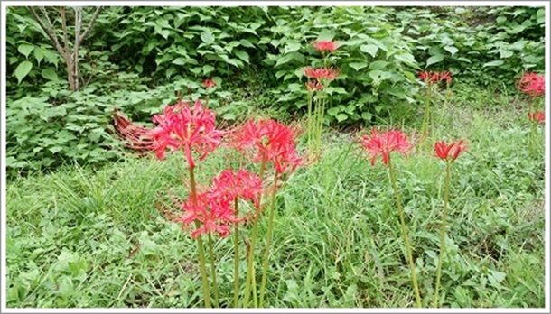 �����_���Βn�ɍ炭��