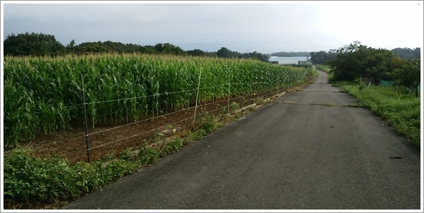 �ԏ�̂��΂���ɒʂ��铹�̍��ɂ̓����R�V��