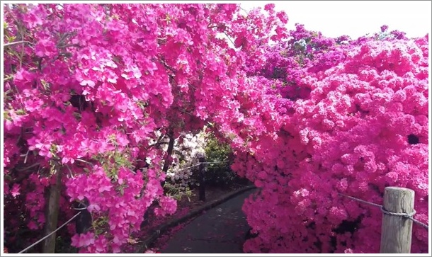 �����������̃c�c�W�g���l��