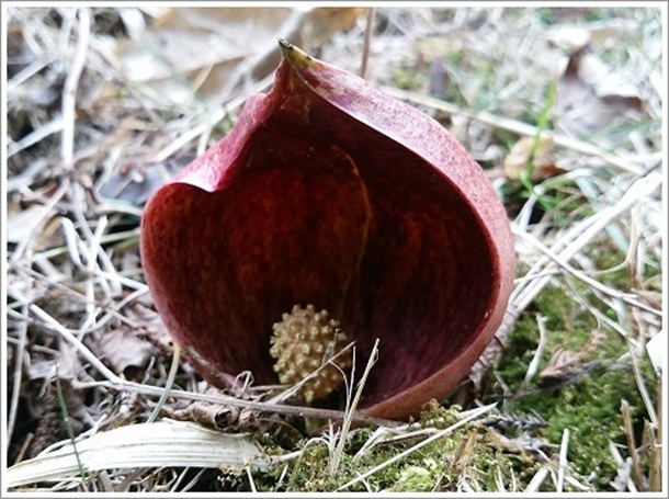 �B����t�����T��g�񂾌`�Ɍ�������T��