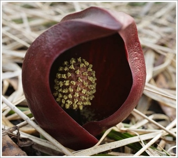 ���T���̉摜�ł�