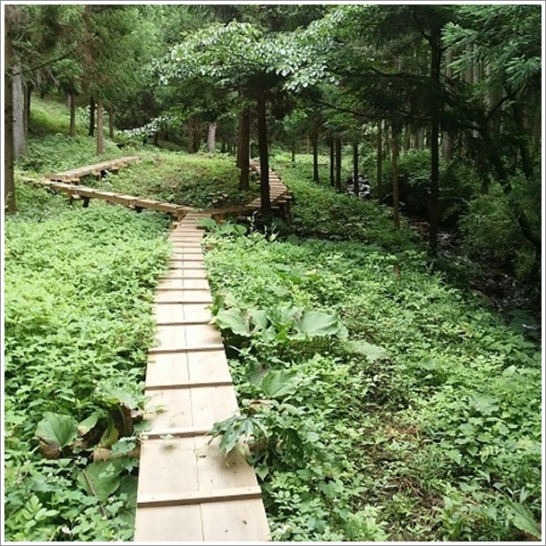 �U�[���\�E�Q���n���n�т̔�