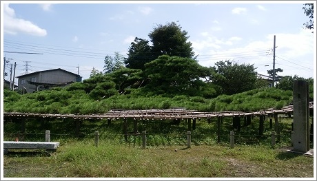 かぶり笠のような連取のマツ（笠松）