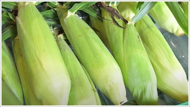 とうもろこしの恵味