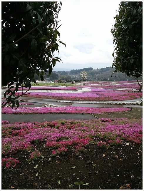 みさと芝桜公園の満開の芝桜