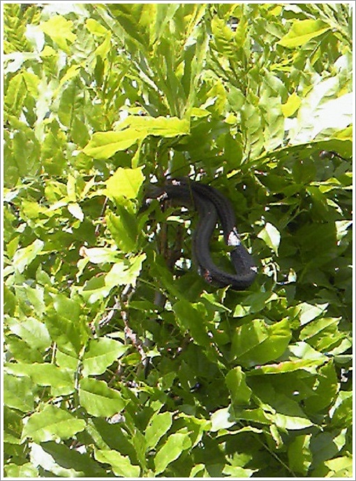 センター野外にいるヘビ