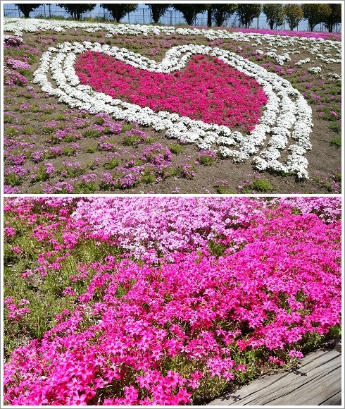 ハートを模った芝桜（みさと芝桜公園芝桜まつり）