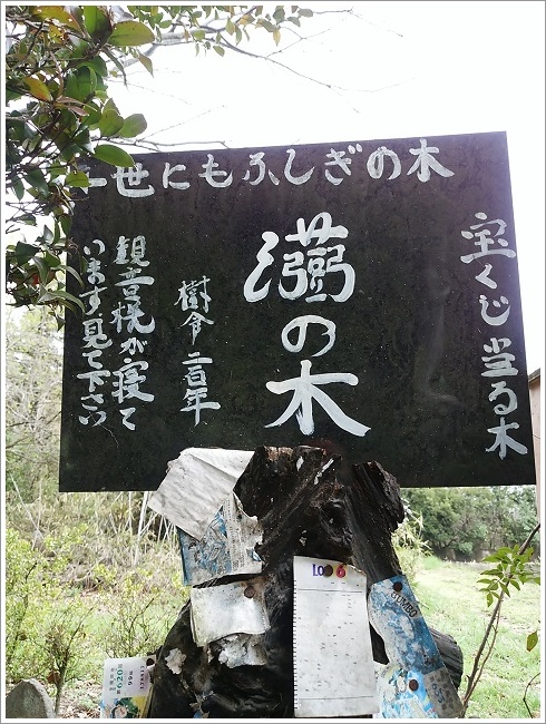 世にも不思議の木