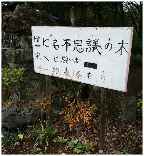 世にも不思議の木駐車場
