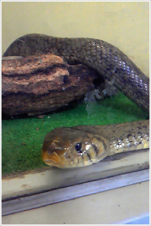 世界のヘビが展示されてます