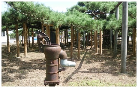 全周が７０メートルの連取のマツ（笠松）