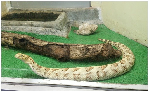 八重山諸島サキシマハブ