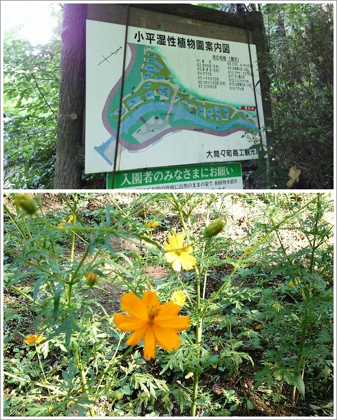 小平の里湿生植物園