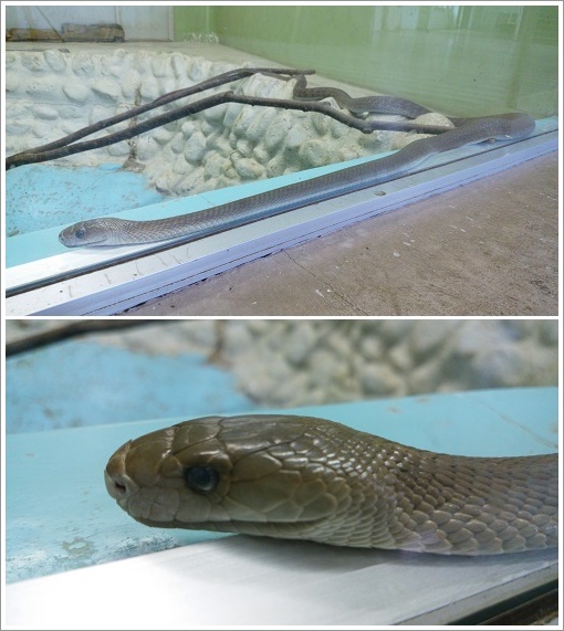 押収された猛毒のブラックマンバ