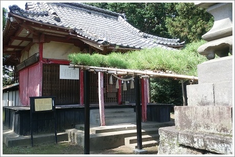 拝殿前まで連取のマツ（笠松）がつながる