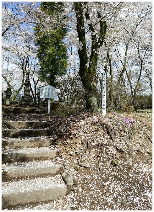 桜が散って桜吹雪の松之沢百観音