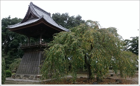 歴史ある慈眼寺の鐘楼としだれ桜