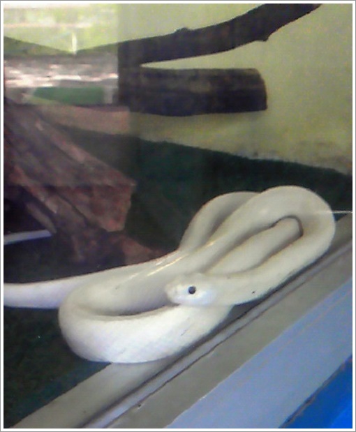 珍しい白ヘビ