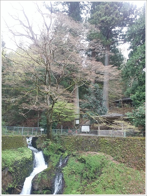 箱島不動尊の脇に立つ大杉