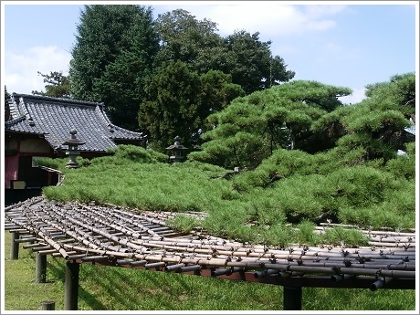 菅原神社と連取のマツ（笠松）