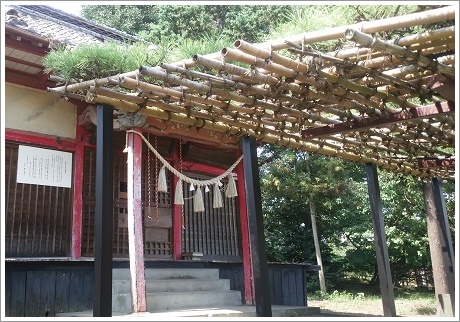 菅原神社まで続く連取のマツ（笠松）はアーケードみたい